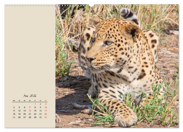 Produktbild: Leoparden. Geschmeidig, kr&auml;ftig und klug (Wandkalender 2026 DIN A2 quer), CALVENDO Monatskalender