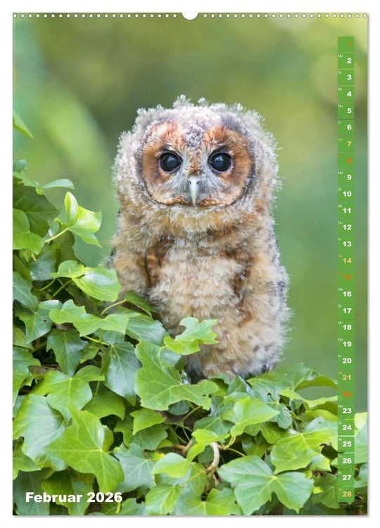 Produktbild: Eulen: In die Augen geschaut (hochwertiger Premium Wandkalender 2026 DIN A2 hoch), Kunstdruck in Hochglanz