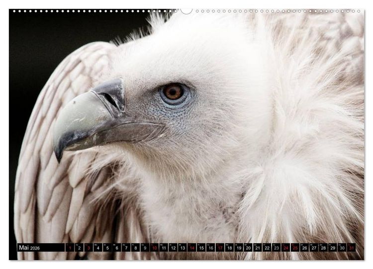 Produktbild: Greifv&ouml;gel (hochwertiger Premium Wandkalender 2026 DIN A2 quer), Kunstdruck in Hochglanz