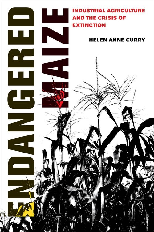 Produktbild: Endangered Maize