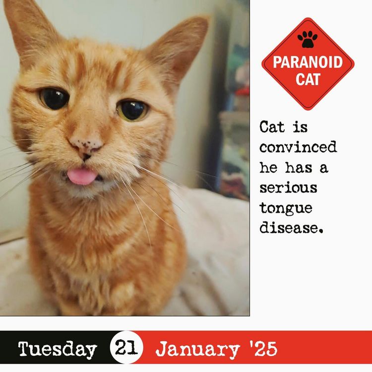 Produktbild: Bad Cat Page-A-Day(r) Calendar 2025