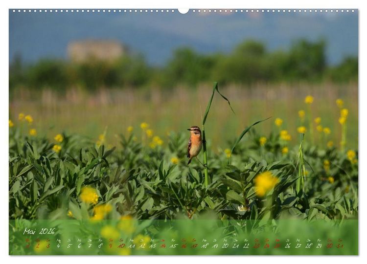 Produktbild: Wilde Toskana - von Ren&eacute; Schaack (hochwertiger Premium Wandkalender 2026 DIN A2 quer), Kunstdruck in Hochglanz
