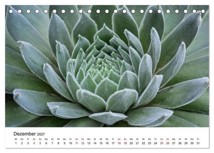 Produktbild: Sukkulenten Galerie (Tischkalender 2027 DIN A5 quer), CALVENDO Monatskalender