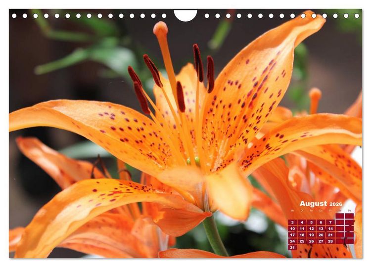Produktbild: Lilien (Lilium) (Wandkalender 2026 DIN A4 quer), CALVENDO Monatskalender