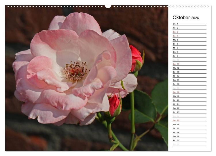 Produktbild: Zauberhafte Rosen (Wandkalender 2026 DIN A2 quer), CALVENDO Monatskalender