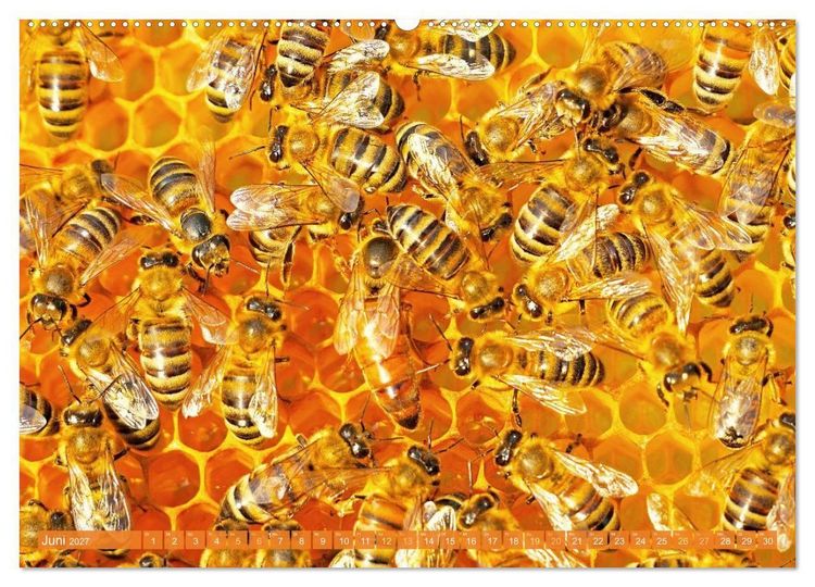 Produktbild: Ein Leben f&uuml;r den Honig: Bienen und Imker (hochwertiger Premium Wandkalender 2027 DIN A2 quer), Kunstdruck in Hochglanz