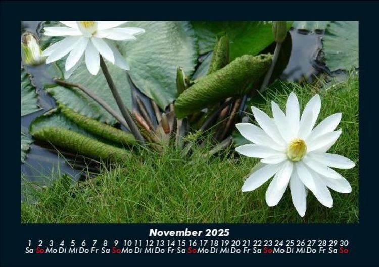 Produktbild: Rosentraum 2025 Fotokalender DIN A5