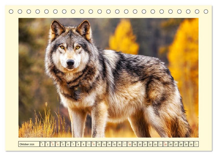 Produktbild: Herzschlag der Wildnis. W&ouml;lfe zwischen Legende, Freiheit und Anmut (Tischkalender 2026 DIN A5 quer), CALVENDO Monatskalender