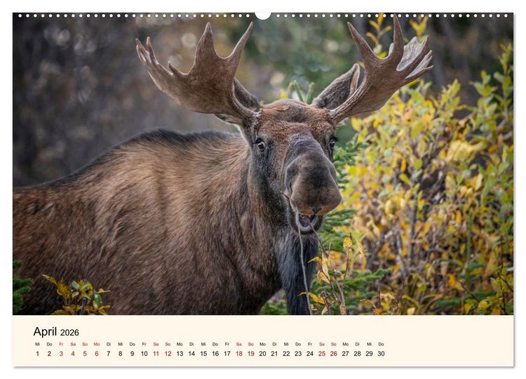 Produktbild: Der Elch - K&ouml;nig des Nordens (hochwertiger Premium Wandkalender 2026 DIN A2 quer), Kunstdruck in Hochglanz