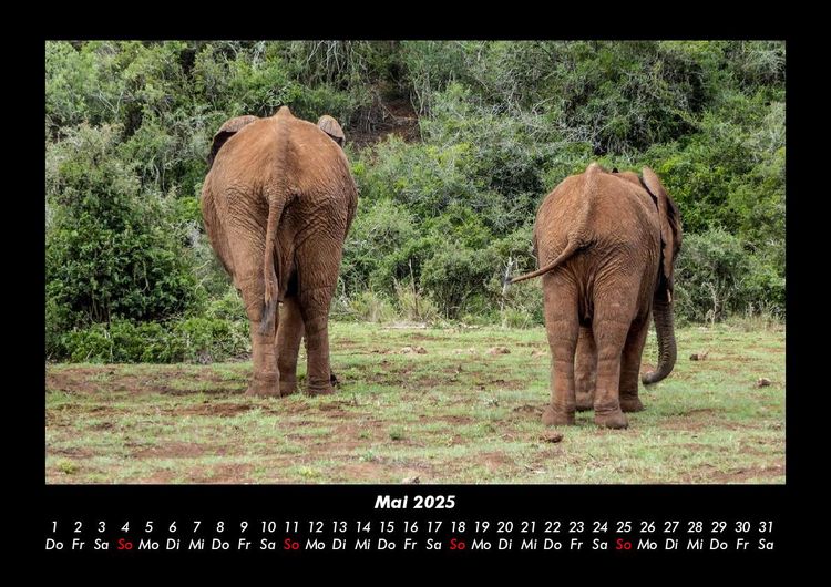 Produktbild: Der Elefantenkalender 2025 Fotokalender DIN A3