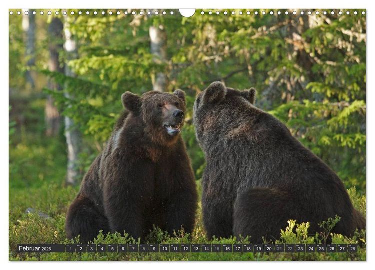 Produktbild: Magie des Augenblicks - B&auml;ren in nordischen W&auml;ldern (Wandkalender 2026 DIN A3 quer), CALVENDO Monatskalender