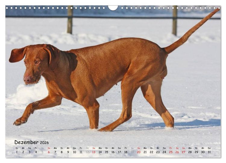 Produktbild: Magyar Vizsla - pure Lebensfreude (Wandkalender 2026 DIN A3 quer), CALVENDO Monatskalender