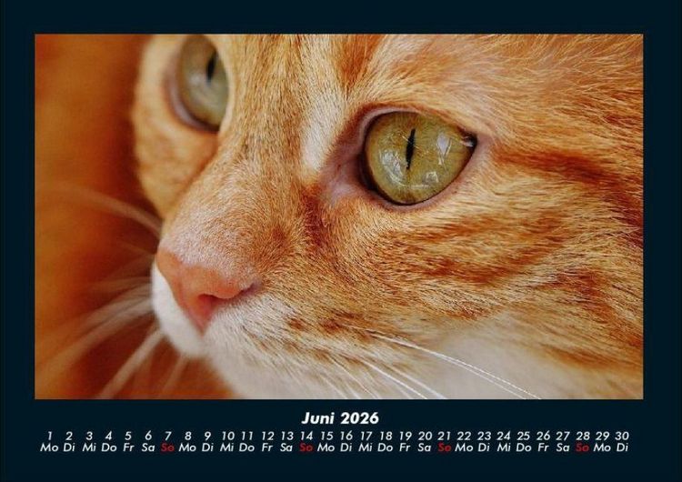 Produktbild: F&uuml;r Katzenfreunde 2026 Fotokalender DIN A4
