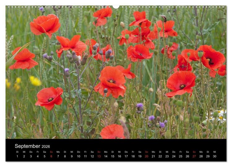 Produktbild: S&uuml;dschweden (Wandkalender 2026 DIN A2 quer), CALVENDO Monatskalender