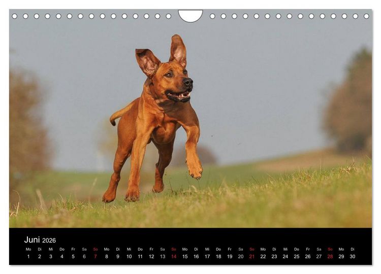 Produktbild: Rhodesian Ridgeback 2026 (Wandkalender 2026 DIN A4 quer), CALVENDO Monatskalender