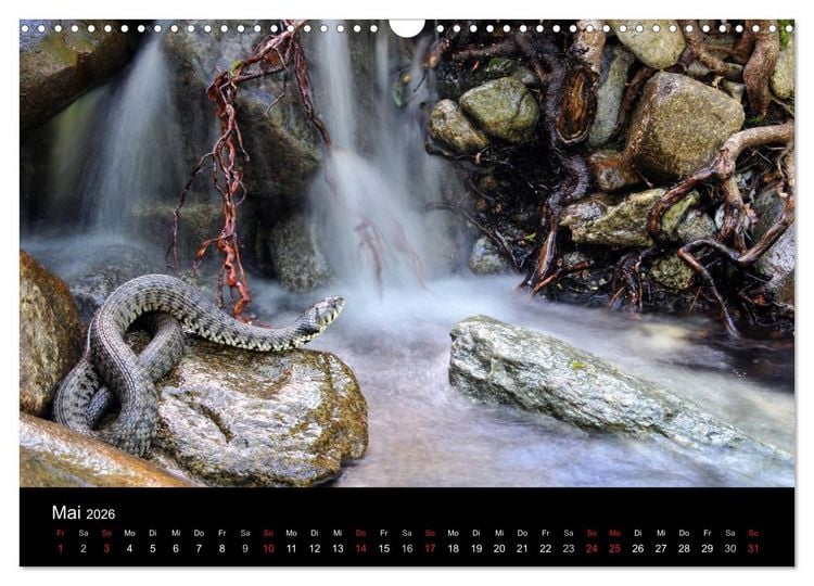 Produktbild: WILD - Tierkalender 2026 (Wandkalender 2026 DIN A3 quer), CALVENDO Monatskalender