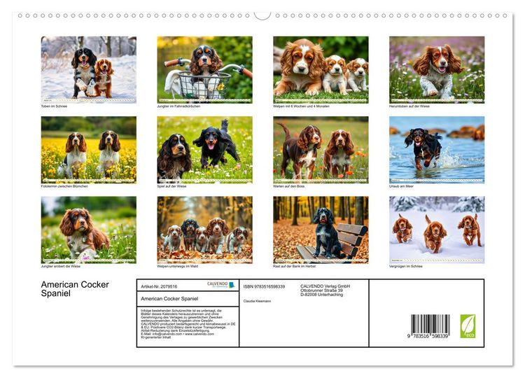 Produktbild: American Cocker Spaniel (hochwertiger Premium Wandkalender 2026 DIN A2 quer), Kunstdruck in Hochglanz