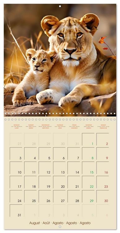 Produktbild: Let's go on Safari - Animal babies in Africa (Wall Calendar 2026 12 &times; 12 Inch) CALVENDO 12 Month Wall Calendar