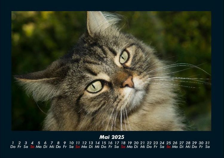 Produktbild: F&uuml;r Katzenfreunde 2025 Fotokalender DIN A4
