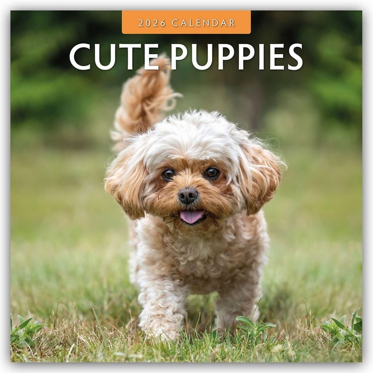 Produktbild: Cute Puppies – Niedliche Hundewelpen 2026 – 16-Monatskalender