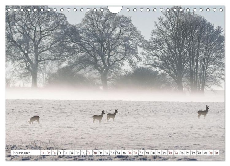 Produktbild: Wildtiere im M&uuml;ritz-Nationalpark (Wandkalender 2027 DIN A4 quer), CALVENDO Monatskalender