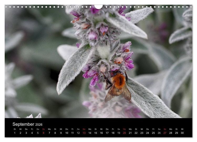 Produktbild: Hummelflug (Wandkalender 2026 DIN A3 quer), CALVENDO Monatskalender