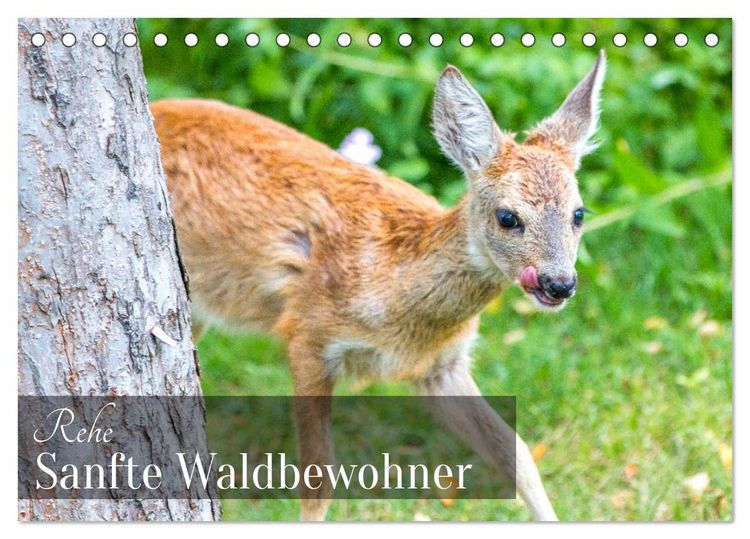 Produktbild: Rehe - Sanfte Waldbewohner (Tischkalender 2026 DIN A5 quer), CALVENDO Monatskalender