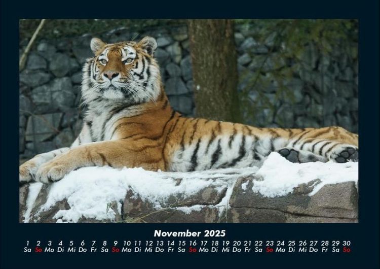 Produktbild: Tiger 2025 Fotokalender DIN A4