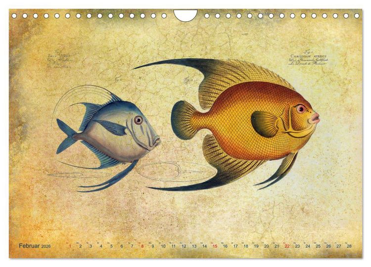 Produktbild: Antike Fischillustrationen nach Marcus Elieser Bloch (Wandkalender 2026 DIN A4 quer), CALVENDO Monatskalender