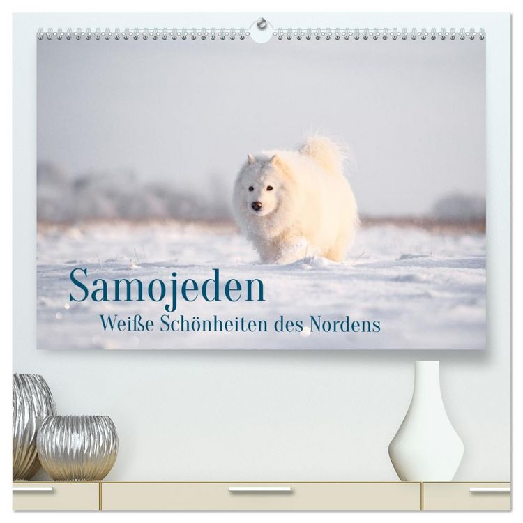 Produktbild: Samojeden - Liebenswerte Fellkugeln (hochwertiger Premium Wandkalender 2026 DIN A2 quer), Kunstdruck in Hochglanz