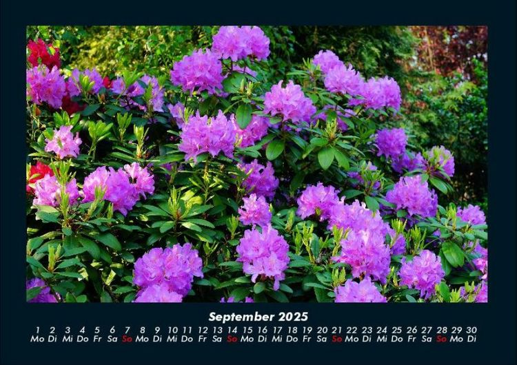 Produktbild: Blumentraum 2025 Fotokalender DIN A4