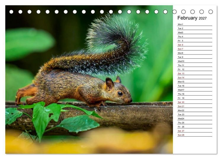 Produktbild: Feel the Wild &ndash; Costa Rica (Desk Calendar 2027 DIN A5 landscape), CALVENDO 12 Month DeskCalendar