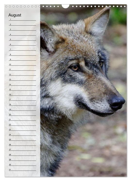Produktbild: Der Wolf - Isegrim in den heimischen W&auml;ldern - Kalender 2026 (Wandkalender 2026 DIN A3 hoch), CALVENDO Monatskalender