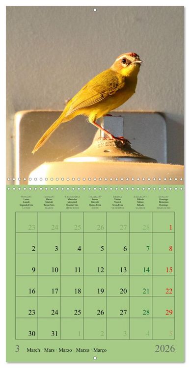 Produktbild: Costa Rican Birds (Wall Calendar 2026 12 &times; 12 Inch) CALVENDO 12 Month Wall Calendar