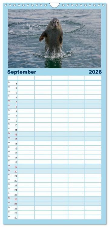 Produktbild: Familienplaner 2026 - Faszination Kegelrobben und Seehunde mit 5 Spalten (Wandkalender, 21 x 45 cm) CALVENDO
