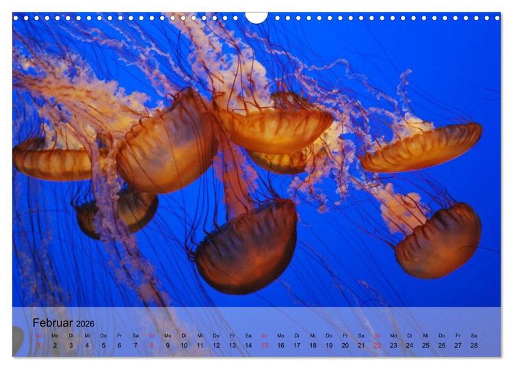 Produktbild: Quallen. Die Welt der Medusen (Wandkalender 2026 DIN A3 quer), CALVENDO Monatskalender