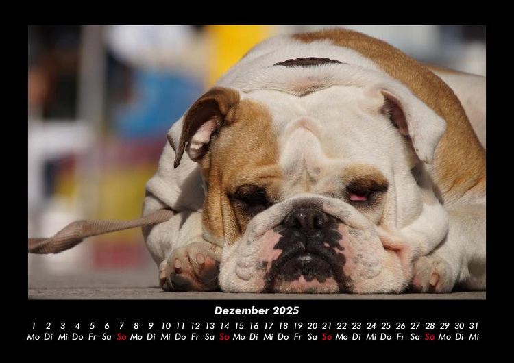 Produktbild: Hunde 2025 Fotokalender DIN A3