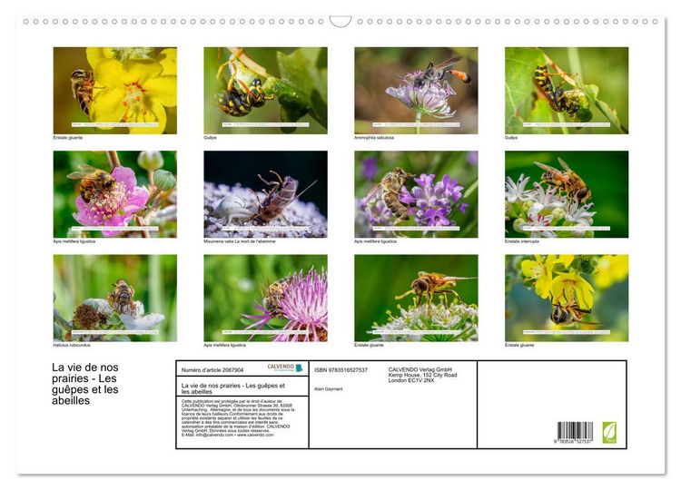 Produktbild: La vie de nos prairies - Les gu&ecirc;pes et les abeilles (Calendrier mural 2026 DIN A2 vertical), CALVENDO calendrier mensuel