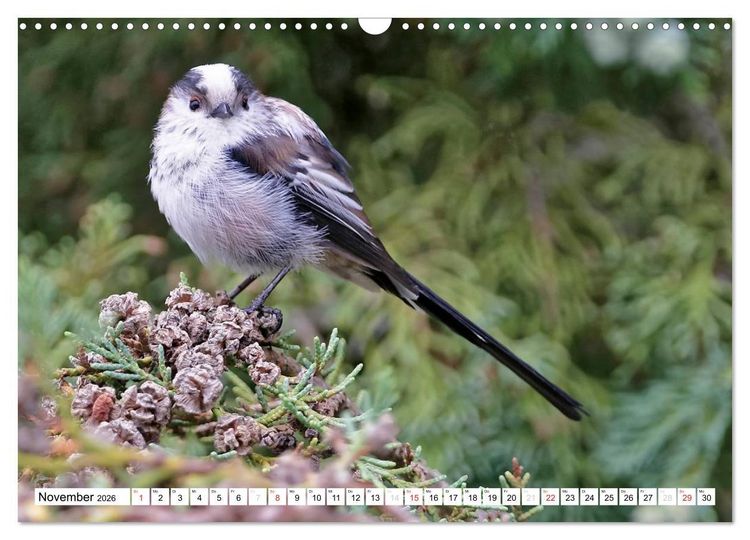 Produktbild: Heimische Gartenv&ouml;gel (Wandkalender 2026 DIN A3 quer), CALVENDO Monatskalender