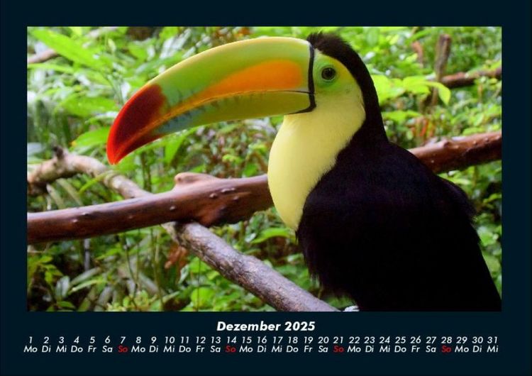 Produktbild: Tierkalender 2025 Fotokalender DIN A4