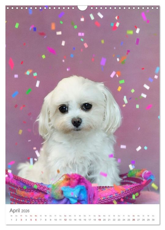 Produktbild: Maltipoo - Malteser - Pudel 2026 (Wandkalender 2026 DIN A3 hoch), CALVENDO Monatskalender