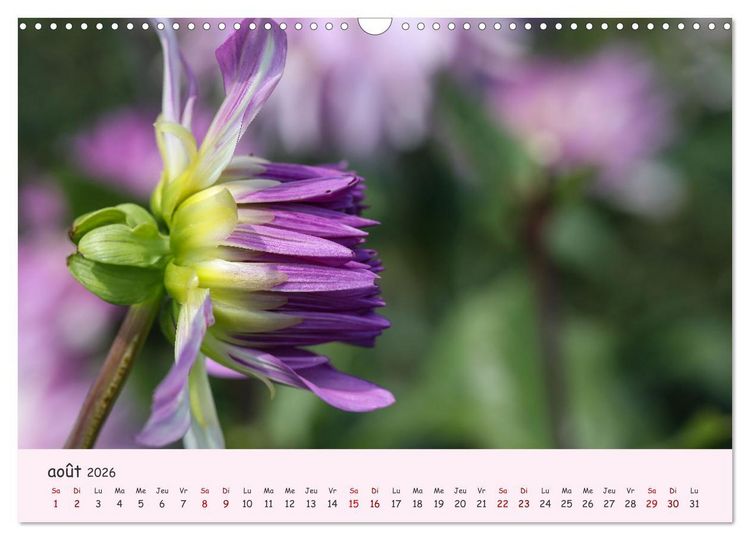Produktbild: Les Dahlias en pleine floraison (Calendrier mural 2026 DIN A3 vertical), CALVENDO calendrier mensuel