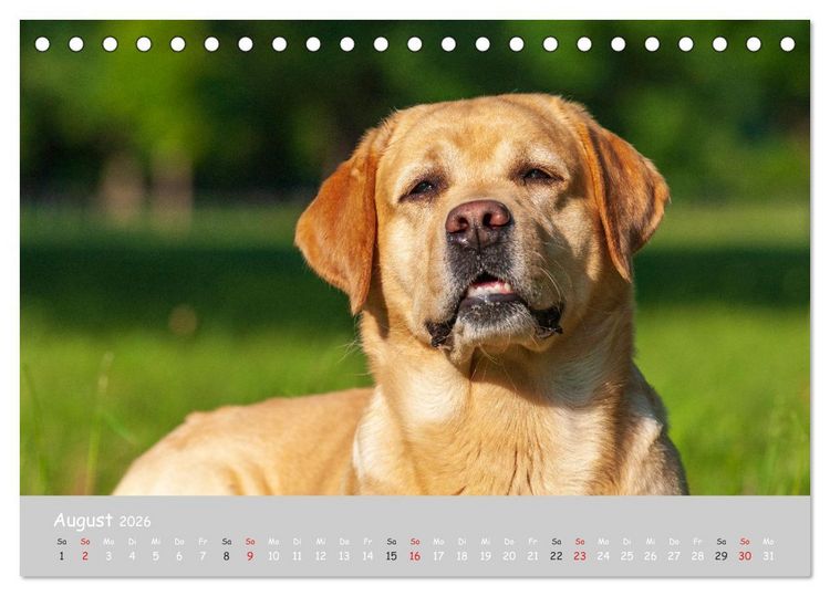 Produktbild: Liebenswerter Labrador 2026 (Tischkalender 2026 DIN A5 quer), CALVENDO Monatskalender