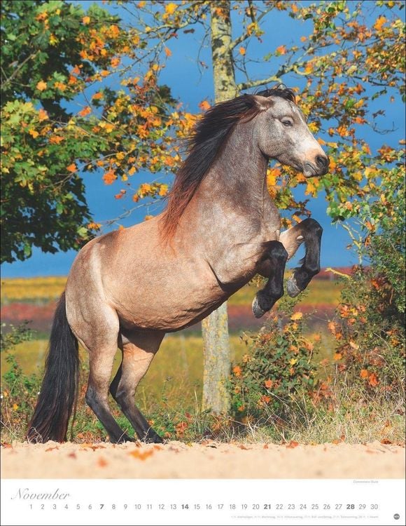 Produktbild: Pferde Classics Posterkalender 2027