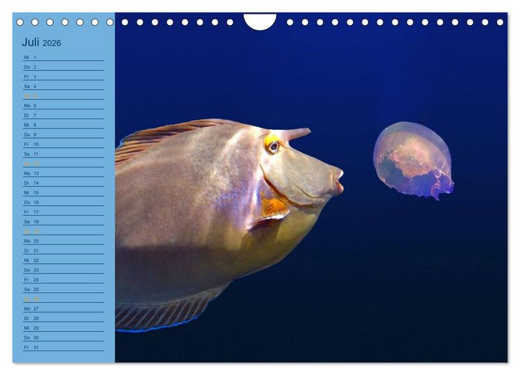 Produktbild: Momente im Blau - Ein Terminplaner f&uuml;r Unterwasser-Freunde (Wandkalender 2026 DIN A4 quer), CALVENDO Monatskalender