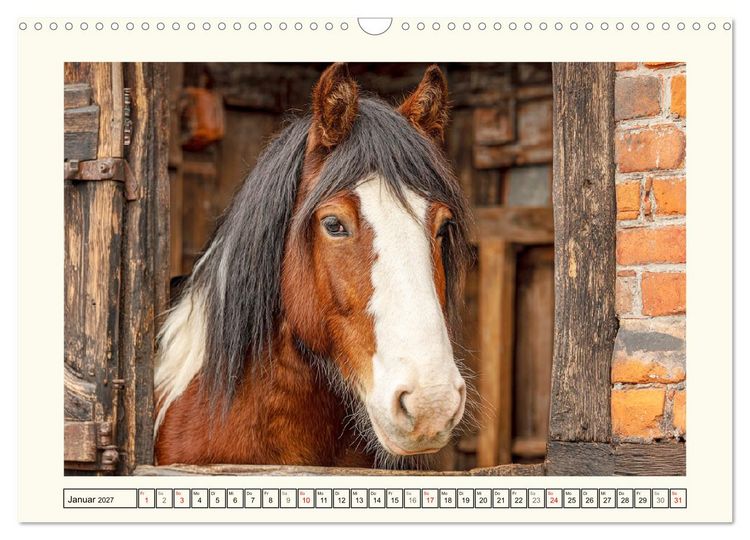 Produktbild: Irish Tinker Liebe. Der robuste Charme der Gypsy Cobs (Wandkalender 2027 DIN A3 quer), CALVENDO Monatskalender