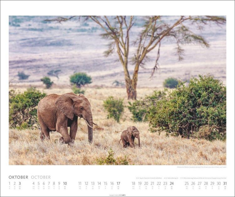 Produktbild: African Wildlife Kalender 2027