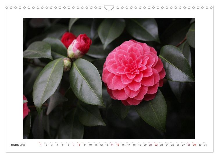 Produktbild: Cam&eacute;lias mystiques (Calendrier mural 2026 DIN A3 vertical), CALVENDO calendrier mensuel