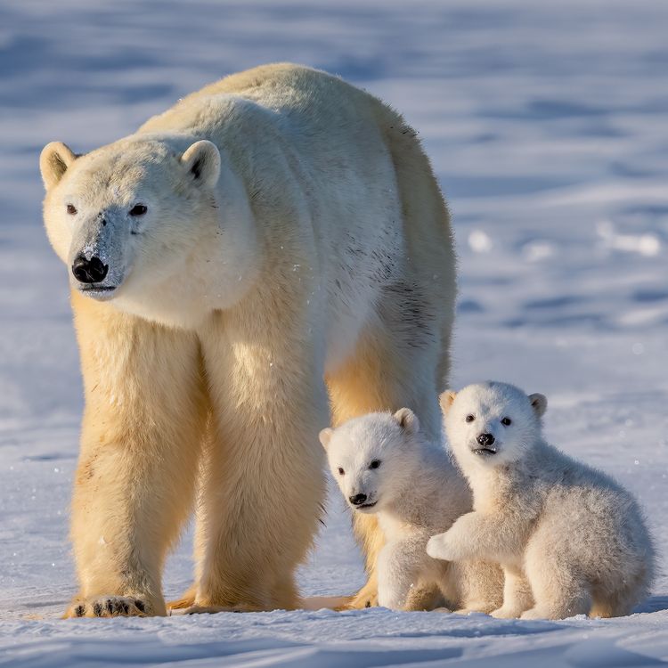 Produktbild: Eisb&auml;ren / Polar Bears 2027