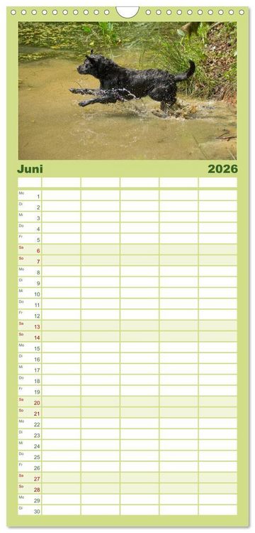 Produktbild: Familienplaner 2026 - Faszination Hund mit 5 Spalten (Wandkalender, 21 x 45 cm) CALVENDO